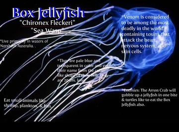 Types of Jellyfish - My Green Life- The Invasion of Jellyfish